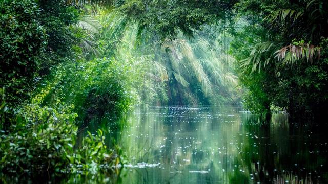 5 sự thật về rừng mưa Amazon trước đám cháy thế kỷ - Ảnh 2.