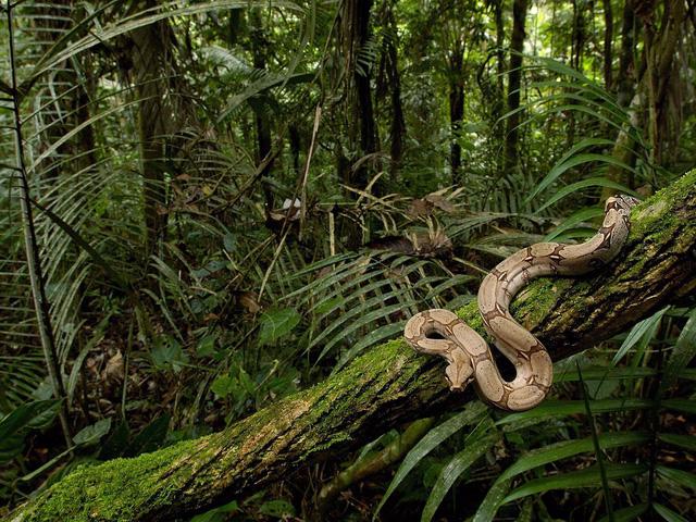 5 sự thật về rừng mưa Amazon trước đám cháy thế kỷ - Ảnh 3.