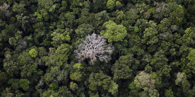 5 sự thật về rừng mưa Amazon trước đám cháy thế kỷ - Ảnh 4.