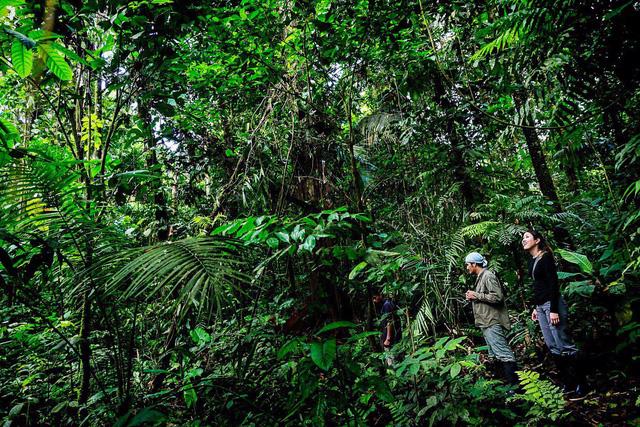 5 sự thật về rừng mưa Amazon trước đám cháy thế kỷ - Ảnh 5.