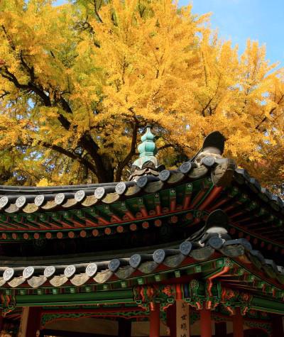 Cung điện Changdeokgung – nơi đẹp nhất để ngắm mùa thu Hàn Quốc - Ảnh 5.