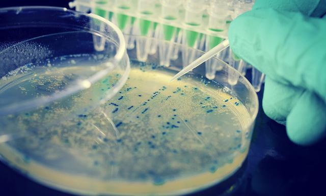 Báo động vi khuẩn E.coli kháng kháng sinh tại Việt Nam - Ảnh 2.
