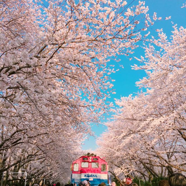Ngồi xe lửa ngắm hoa anh đào ở Jinhae - Ảnh 3.