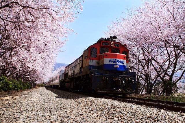 Ngồi xe lửa ngắm hoa anh đào ở Jinhae - Ảnh 5.