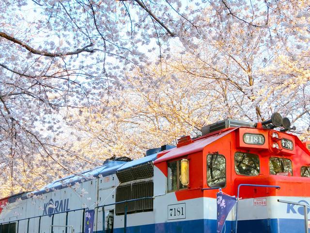Ngồi xe lửa ngắm hoa anh đào ở Jinhae - Ảnh 1.