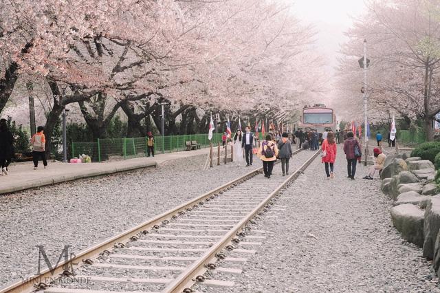 Ngồi xe lửa ngắm hoa anh đào ở Jinhae - Ảnh 2.