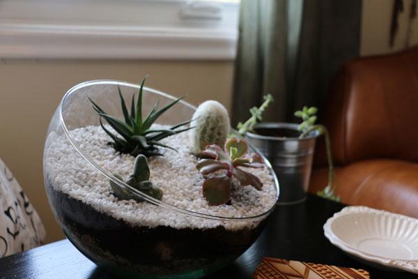 Terrarium – Thú chơi của những “nông dân sành điệu” - Ảnh 1