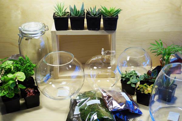 Terrarium – Thú chơi của những “nông dân sành điệu” - Ảnh 5