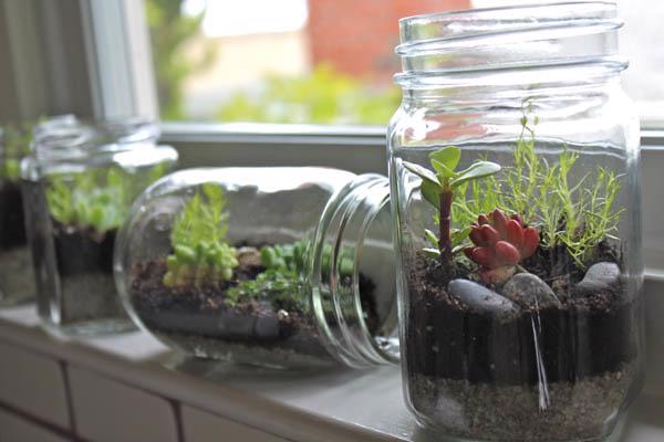 Terrarium – Thú chơi của những “nông dân sành điệu” - Ảnh 6