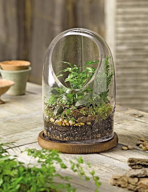 Terrarium – Thú chơi của những “nông dân sành điệu” - Ảnh 8