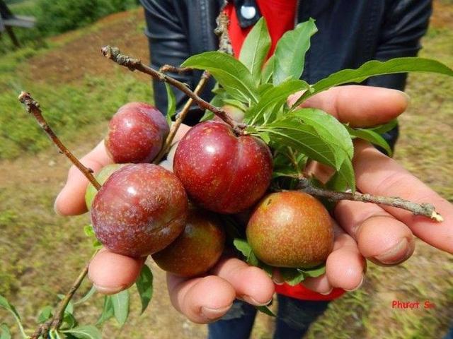 Đón hè, phượt thủ rủ nhau lên cao nguyên Mộc Châu hái mận - Ảnh 2