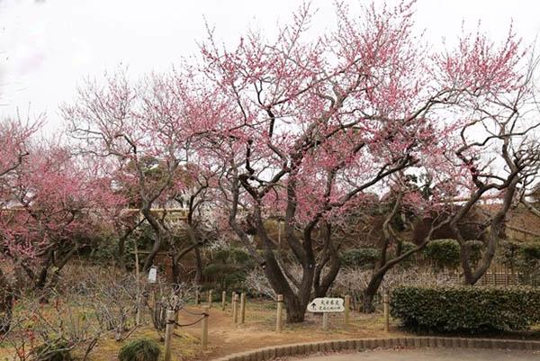 Ngắm hoa nở trong tuyết ở Fukushima - Ảnh 6