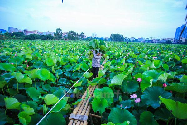 Trà Sen Tây Hồ - Nét tinh hoa của người Hà Nội - Ảnh 6