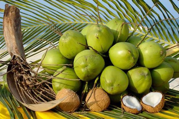 Quá nhiều lợi ích cho sức khỏe với một trái dừa tươi - Ảnh 1