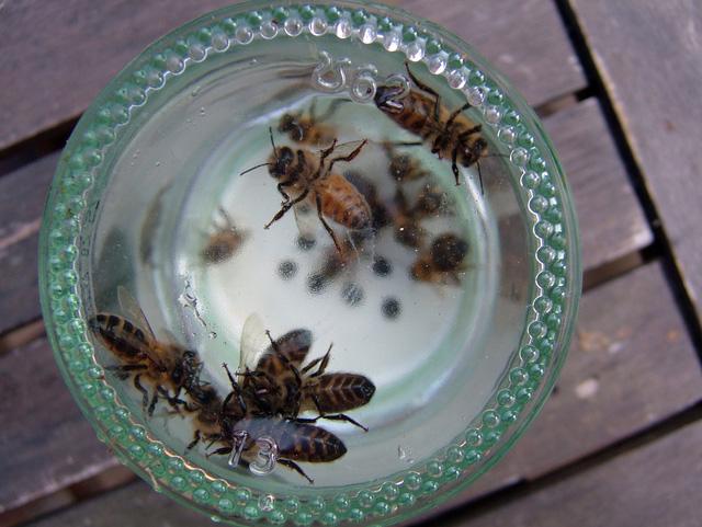 Thực hư việc dùng nọc ong chữa viêm khớp - Ảnh 2.