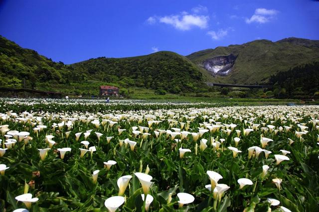 Ngắm hoa anh đào trên núi Dương Minh - Ảnh 9.