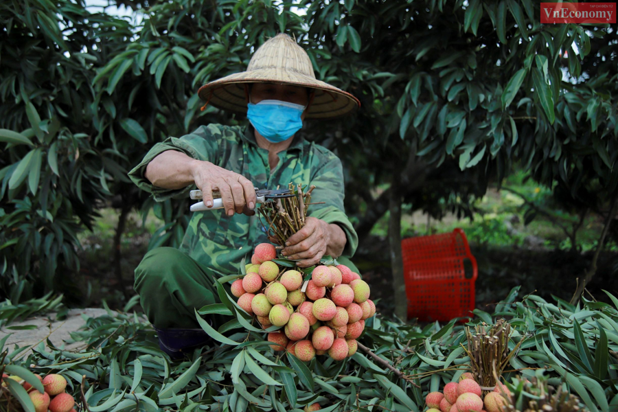 Huyện Thanh H&agrave; sẽ chuẩn bị hơn 3 tấn vải chất lượng tốt, mẫu m&atilde; đẹp d&ugrave;ng để l&agrave;m qu&agrave; biếu, trưng b&agrave;y tại Hội nghị&nbsp;kết nối, x&uacute;c tiến ti&ecirc;u thụ vải thiều Thanh H&agrave; v&agrave; n&ocirc;ng sản ti&ecirc;u biểu tỉnh Hải Dương năm 2021 cũng diễn ra v&agrave;o s&aacute;ng nay.