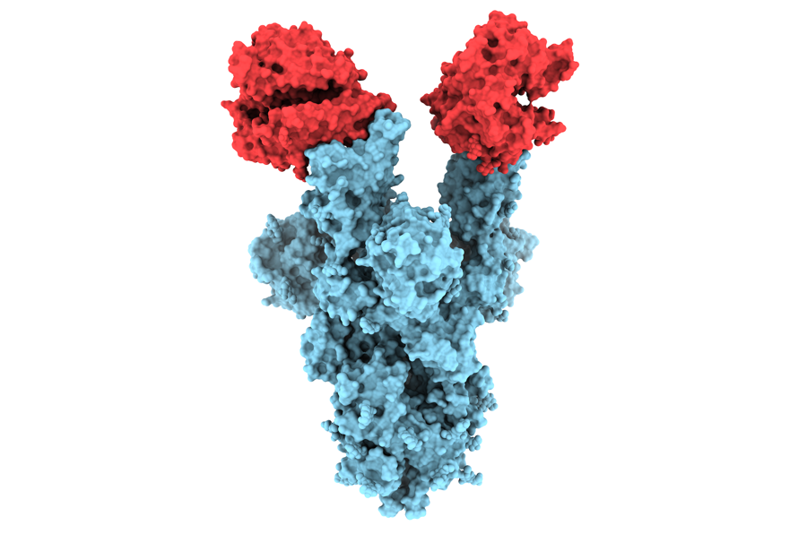 Sử dụng k&iacute;nh hiển vi điện tử lạnh, c&aacute;c nh&agrave; nghi&ecirc;n cứu đ&atilde; tiết lộ cấu tr&uacute;c của đột biến protein đột biến N501Y, được hiển thị ở tr&ecirc;n (m&agrave;u xanh lam) li&ecirc;n kết với hai bản sao của thụ thể ACE2 (m&agrave;u đỏ).