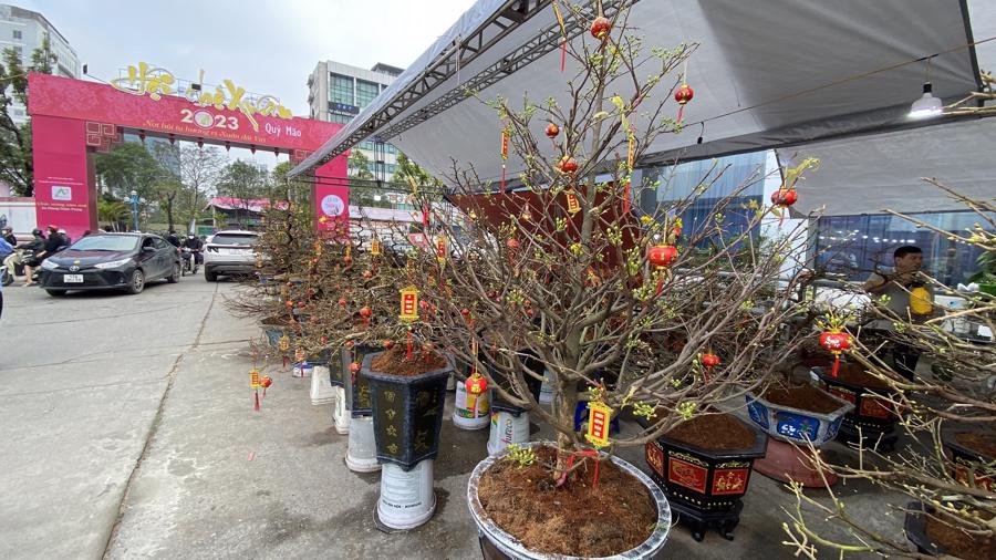 Hoa mai tại hội chợ Xuacirc;n năm nay