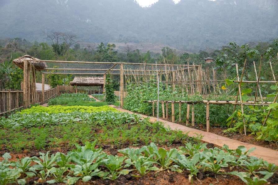 Hotels and resorts developing their own farms - Ảnh 5