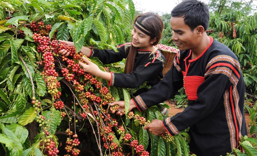 C&aacute;c&nbsp;địa phương đ&atilde; từng bước khai th&aacute;c thế mạnh n&agrave;y để c&aacute;c hợp t&aacute;c x&atilde;, nh&agrave; vườn ph&aacute;t triển sản phẩm OCOP, đồng thời thu h&uacute;t kh&aacute;ch&nbsp;du lịch.