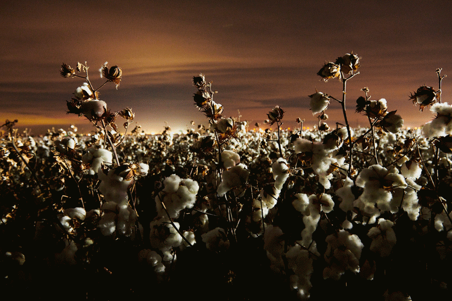 Từ cotton đến cashmere, nhiều loại sợi tự nhi&ecirc;n v&agrave; h&agrave;ng dệt đang trở n&ecirc;n kh&oacute; để cung ứng đủ lượng nhu cầu.