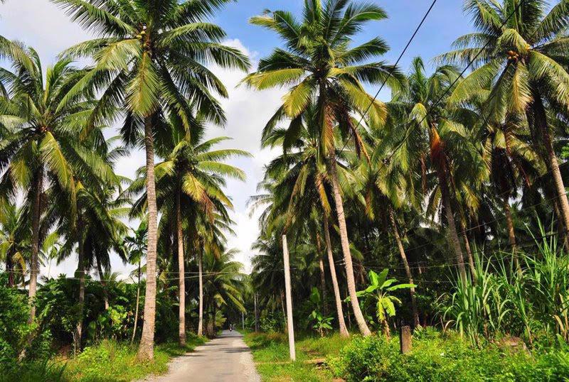 Bến Tre hiện có 73.997 ha dừa (2020), chiếm 44% tổng diện tích cả nước, là điểm đến hấp dẫn về du lịch văn hóa.