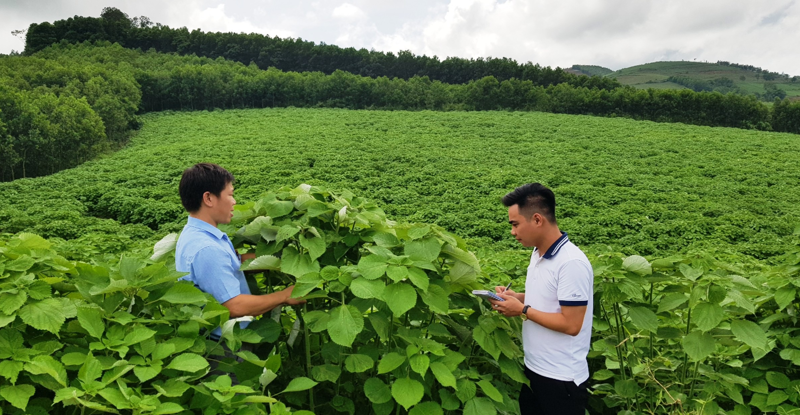 V&ugrave;ng trồng c&acirc;y gai huyện Thạch Th&agrave;nh, Thanh H&oacute;a.