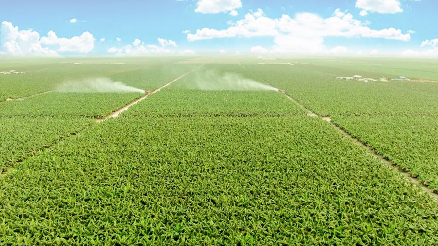 Năm 2024, THACO AGRI đề ra kế hoạch trồng mới 7.600 ha chuối.