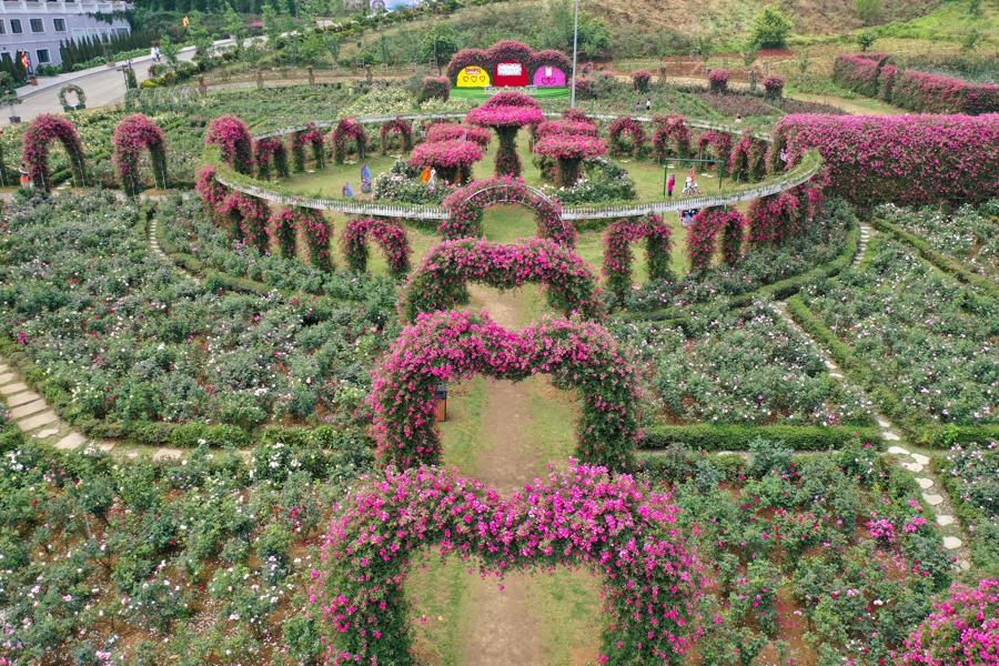 Vườn Hồng rộng 50.000 m2 tại Sapa.