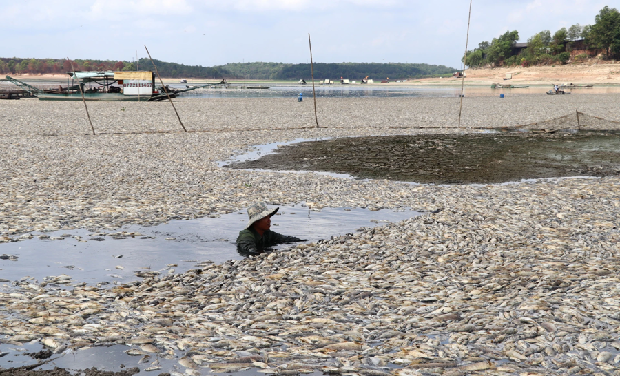 Xử lý môi trường tình trạng cá chết hàng loạt ở hồ Sông Mây - Ảnh 1