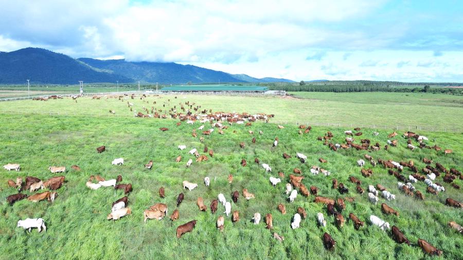 Trang trại b&ograve; của THACO AGRI ở Khu li&ecirc;n hợp Ia Puch.