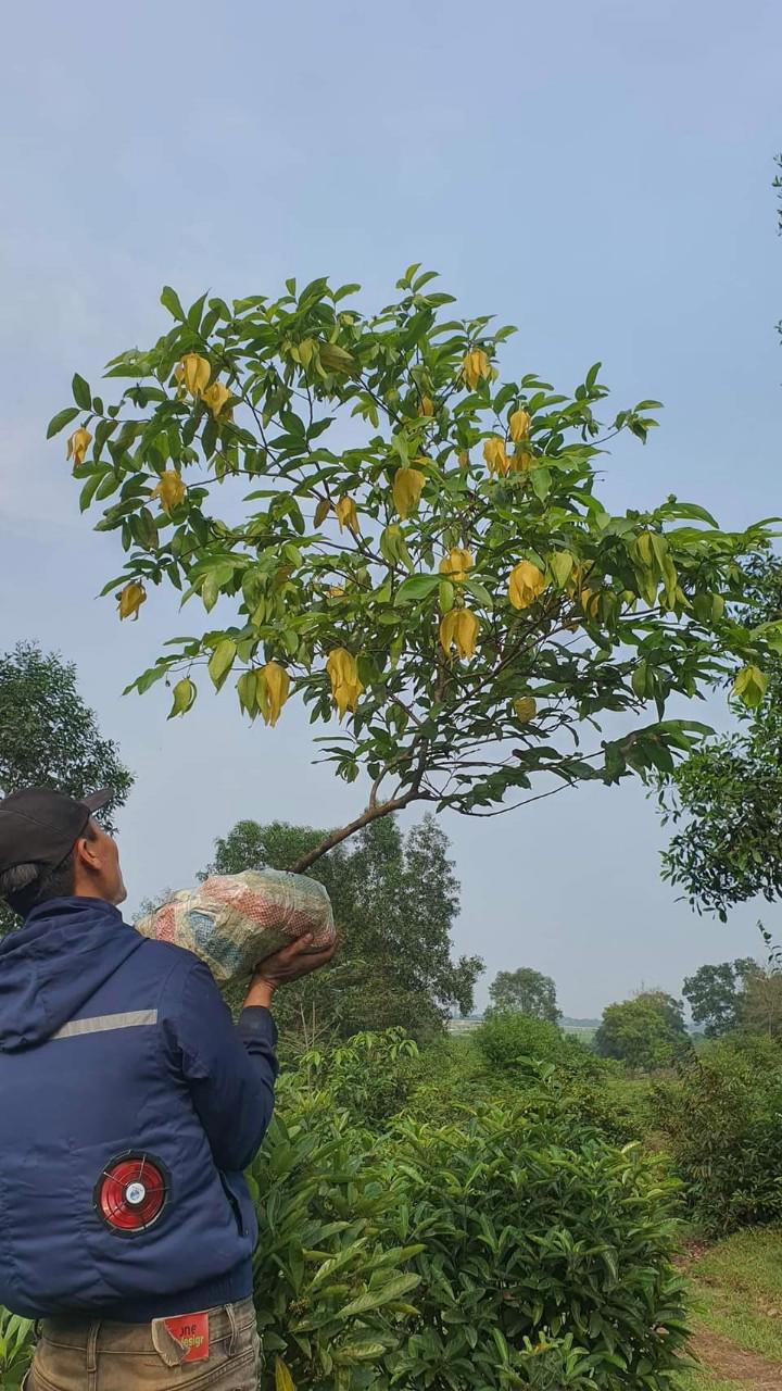 Nhiều người bắt đầu săn t&igrave;m lo&agrave;i hoa dại n&agrave;y trồng trong c&aacute;c khu vườn biệt thự, nh&agrave; phố