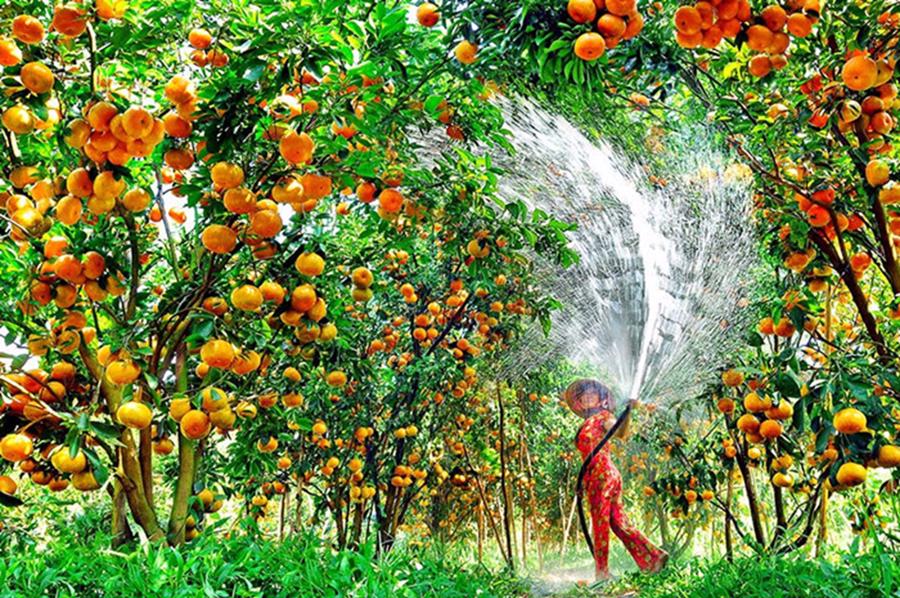 Một vườn cây ăn quả ở huyện Cái Bè, tỉnh Tiền Giang.