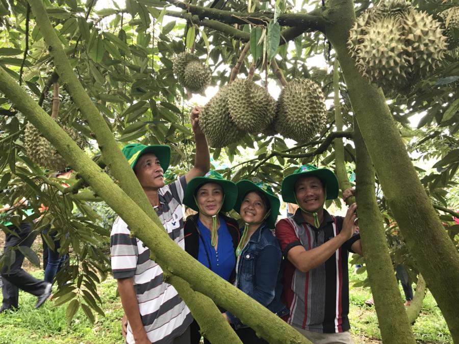 C&acirc;y sầu ri&ecirc;ng sử dụng Ph&acirc;n b&oacute;n Ph&uacute; mỹ c&oacute; năng suất cao, mẫu m&atilde; đẹp, chất lượng thơm ngon.