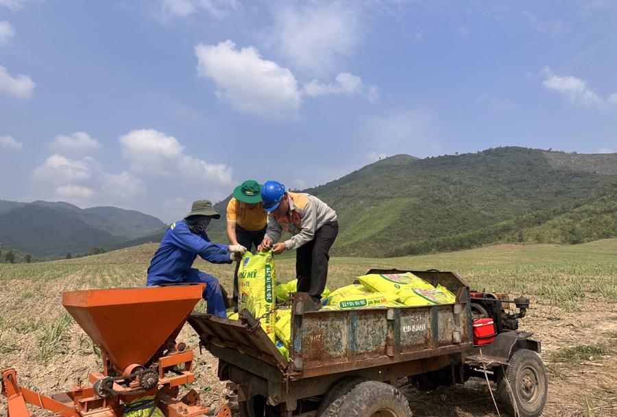 C&aacute;c c&aacute;nh đồng m&iacute;a sử dụng ph&acirc;n b&oacute;n Ph&uacute; Mỹ theo hướng dẫn của c&aacute;c nh&agrave; khoa học, c&aacute;n bộ kỹ thuật.