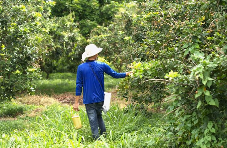 Dự &aacute;n g&oacute;p phần n&acirc;ng đỡ n&ocirc;ng nghiệp Việt bằng c&aacute;ch kết nối c&aacute;c doanh nghiệp v&agrave; nh&agrave; vườn tr&ecirc;n khắp cả nước, định h&igrave;nh đầu ra cho sản phẩm thuộc nh&oacute;m tươi sống qua ngạch trực tuyến.