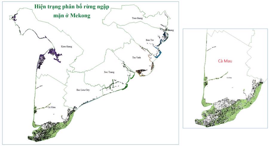 Hiện trạng ph&acirc;n bố rừng ngập mặn tại khu vực Đồng bằng s&ocirc;ng Cửu Long.