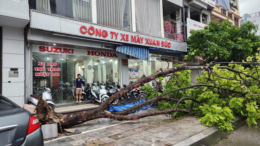 Siêu bão số 3 chưa vào, Thanh Hóa đã mưa to, gió lớn cây đổ la liệt  - Ảnh 1