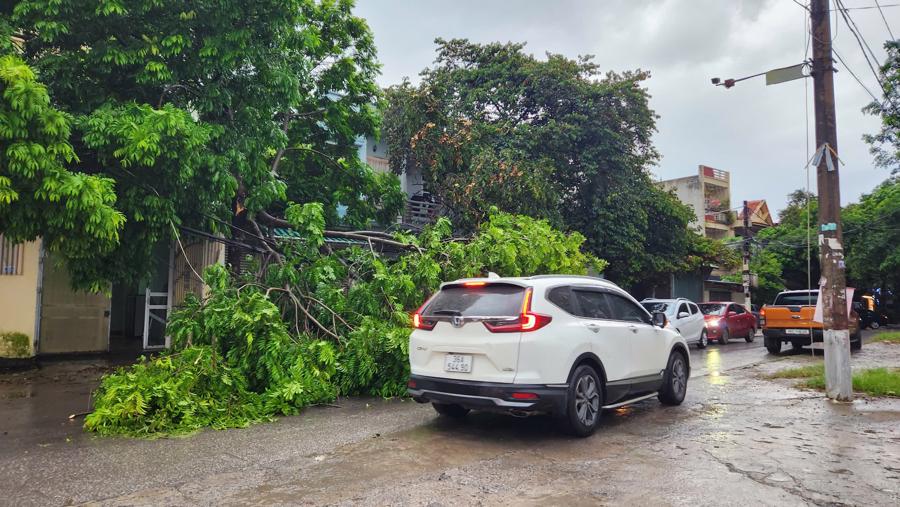 C&aacute;c phương tiện di chuyển tr&ecirc;n đường L&ecirc; Th&aacute;nh T&ocirc;ng, th&agrave;nh phố Thanh H&oacute;a gặp kh&oacute; khăn khi gặp một c&acirc;y lớn bị g&atilde;y, rơi xuống l&agrave;n đường