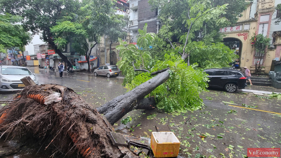 Nhiều c&acirc;y lớn tại c&aacute;c đường phố trung t&acirc;m đ&atilde; kh&ocirc;ng thể chống chọi lại với mưa b&atilde;o ng&agrave;y h&ocirc;m qua.