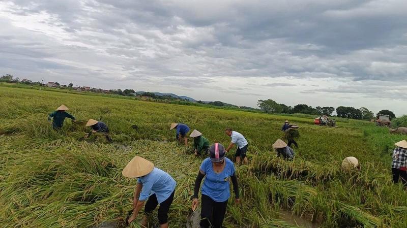 Mực nước tr&ecirc;n s&ocirc;ng M&atilde; thuộc địa phận thị trấn Qu&yacute; Lộc, huyện Y&ecirc;n Định, đang d&acirc;ng cao, c&oacute; nguy cơ g&acirc;y ngập &uacute;ng 30 ha l&uacute;a m&ugrave;a sắp thu hoạch của Nh&acirc;n d&acirc;n tổ d&acirc;n phố số 10. Ngay chiều 8/9, cấp uỷ, ch&iacute;nh quyền thị trấn đ&atilde; chỉ đạo v&agrave; huy động c&aacute;c đo&agrave;n thể tr&ecirc;n địa b&agrave;n khẩn trương gi&uacute;p c&aacute;c hộ d&acirc;n thu hoạch.