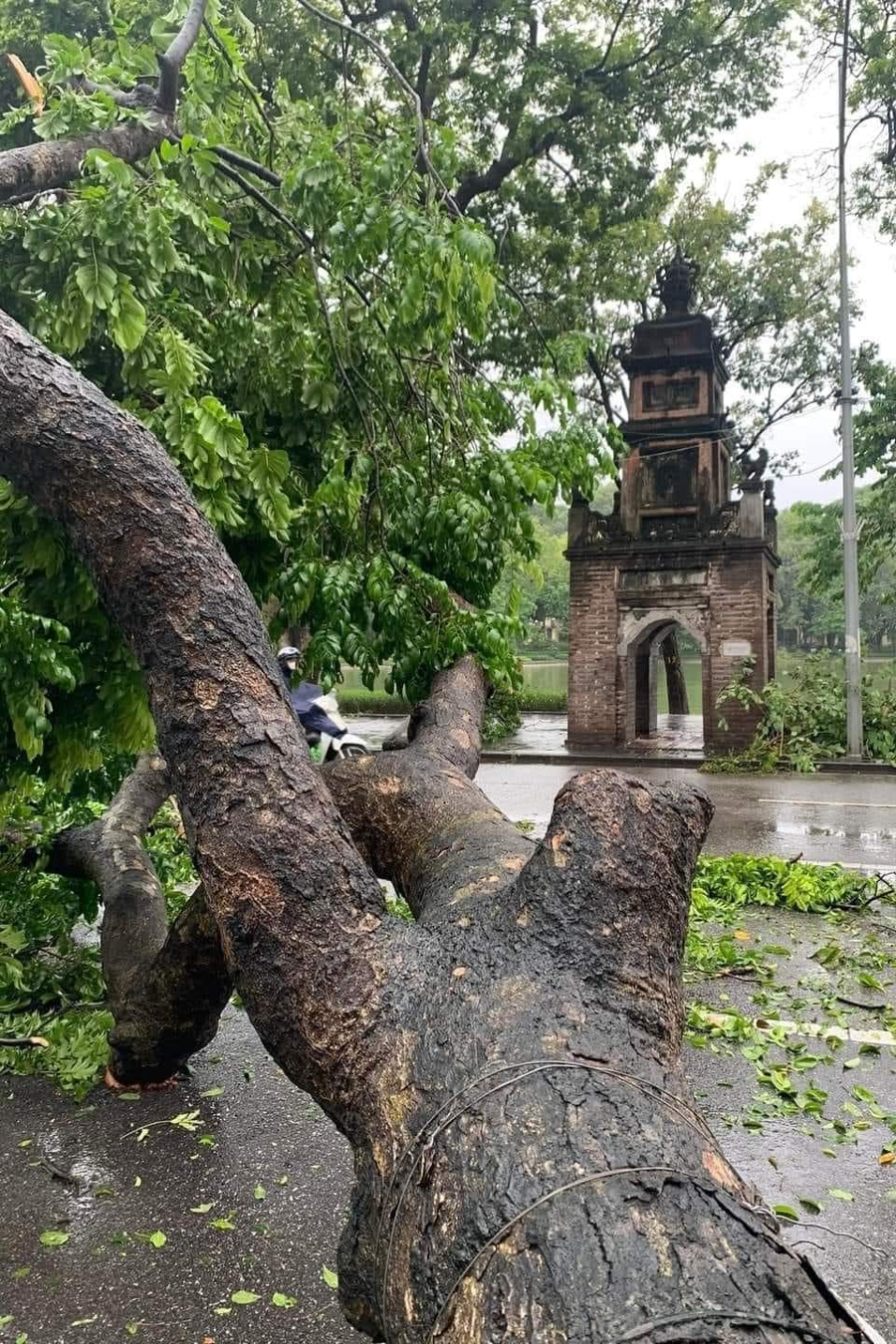 [Phóng sự ảnh]: Hà Nội sau bão, tiếc nuối nhìn cây xanh gãy đổ ngổn ngang - Ảnh 2