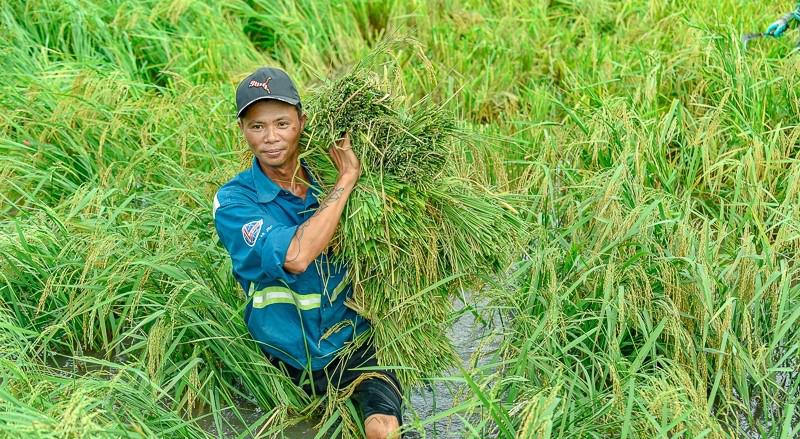 Ngớt mưa, nông dân hối hả cứu lúa - Ảnh 1