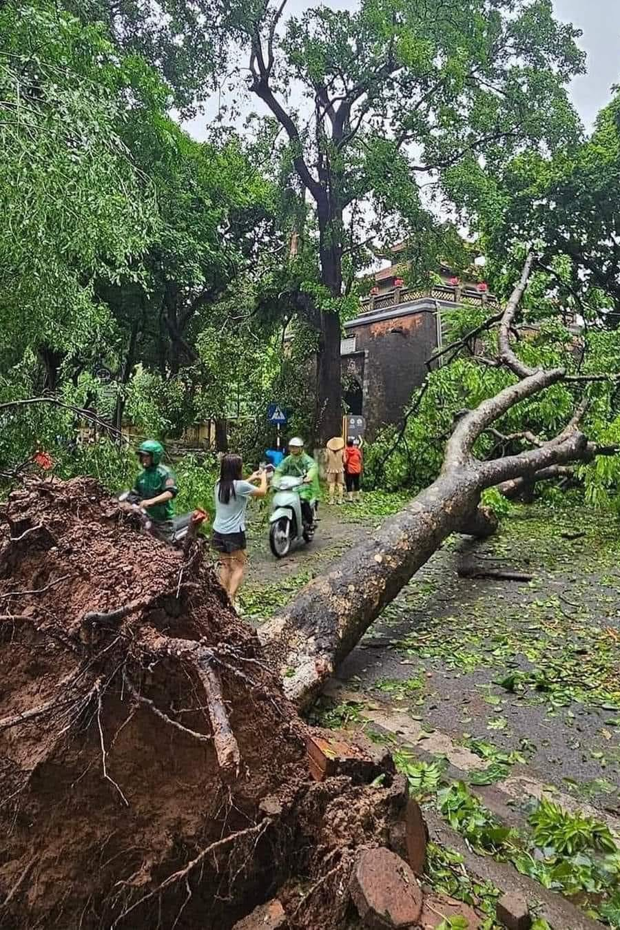 [Phóng sự ảnh]: Hà Nội sau bão, tiếc nuối nhìn cây xanh gãy đổ ngổn ngang - Ảnh 3