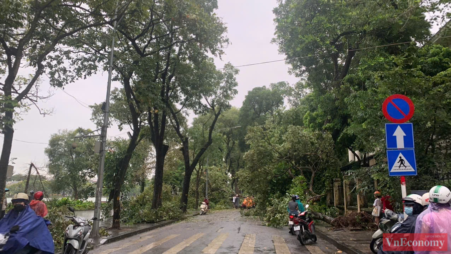 [Phóng sự ảnh]: Hà Nội sau bão, tiếc nuối nhìn cây xanh gãy đổ ngổn ngang - Ảnh 1