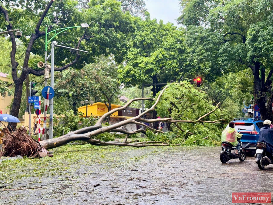 [Phóng sự ảnh]: Hà Nội sau bão, tiếc nuối nhìn cây xanh gãy đổ ngổn ngang - Ảnh 11