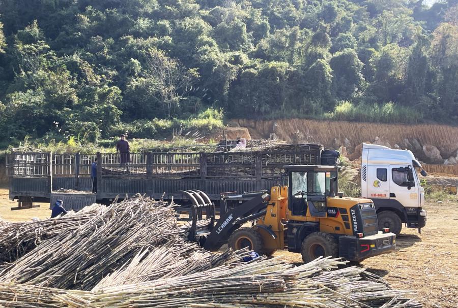 Thương l&aacute;i c&ocirc;ng khai đưa xe tải đến ruộng m&iacute;a dể tranh mua m&iacute;a nguy&ecirc;n liệu tại Cao Bằng.