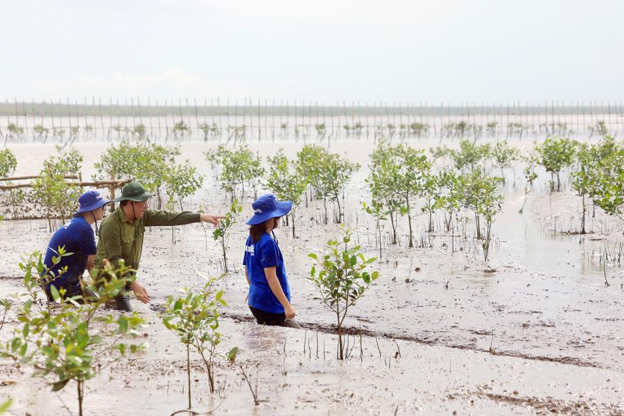 H&agrave;ng chục ngh&igrave;n c&acirc;y mắm con đang dần phủ xanh một diện t&iacute;ch rộng lớn b&ecirc;n trong h&agrave;ng r&agrave;o.