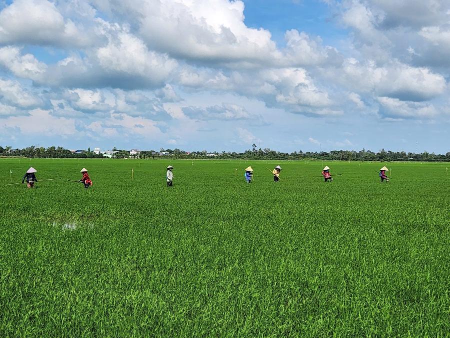 C&aacute;nh đồng mẫu lớn của C&ocirc;ng ty Trung An Cần Thơ.